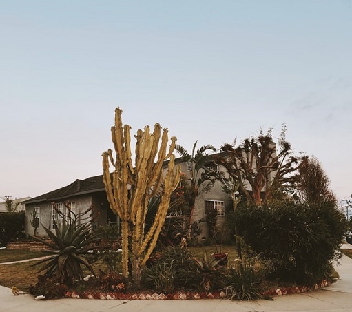 Long Beach house surrounded by desert vegetation