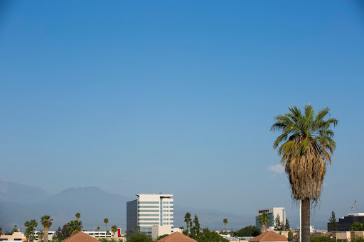 Palm trees frame the downtown San Bernardino, California skyline.